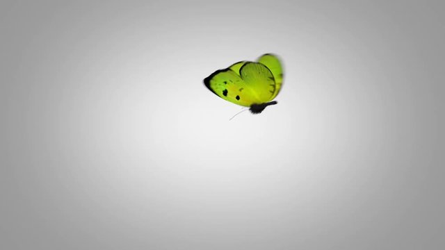 Green Butterfly Flies on a Blue Background. Two Beautiful 3d Animations. In 2nd the butterfly flies not so close to the camera 4K Ultra HD 3840x2160. Look For More Options In My Portfolio