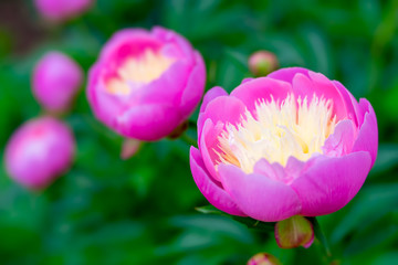 Pink garden peony with a yellow/cream center.  Photographed with a specialty lens for creamy bokeh and shallow depth of field.