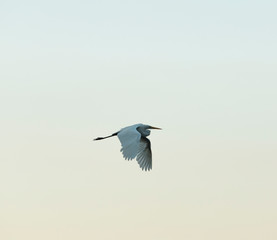 Heron in flight, isolated
