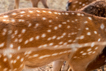 closeup of deer skin