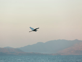 Fototapeta na wymiar Heron in flight, mountainous background