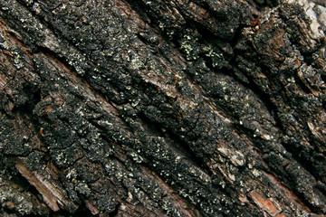 Cracked Tree Texture. Nature Texture Background. Wooden Texture Background.  Tree Bark Texture Background. Abstract Dark Colored Backdrop.