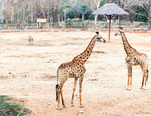 giraffe in serengeti national park tanzania africa