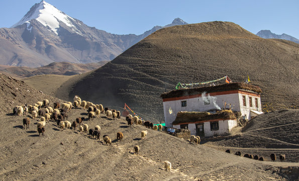 Langza Village is a beautiful destination, located in one of the most majestic valleys in India 'Spiti Valley' in the state of Himachal Pradesh.