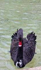 black swan