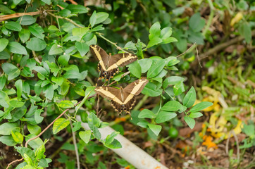 A Pair Of Butterflies Flying