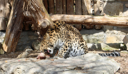 Leopard eating