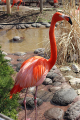 flamingo in zoo