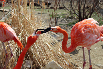 Flamingos beak to beak 