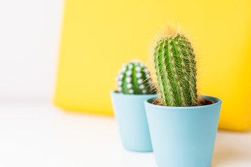 cactus on a yellow background