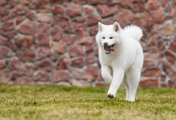 Akita Inu Dog Runs Fast