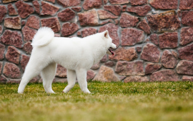 Akita Inu dog on a walk in the park