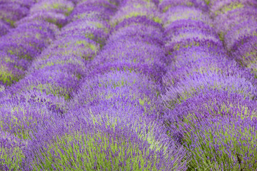 Obraz na płótnie Canvas a picturesque view of blooming lavender fields