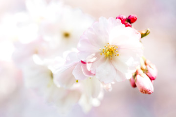 Fototapeta na wymiar schöne zarte Kirschblüte, Nahaufnahme mit Knospen von Kirsschblüten