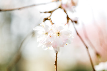 zarte Kirschblüten am Zweig, heller Hintergrund, Zierkirsche