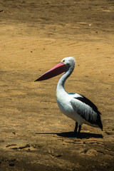 einzelner Pelikan Vogel am Strand
