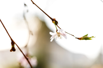 einzelne Kirschblüte vor zartem Hintergrund