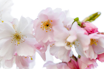 schöne Kirschblüte in Nahaufnahme, weiß rosa