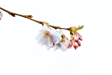 kleiner Zweig am Kirschbaum mit Blüten und Knospen, im Frühling