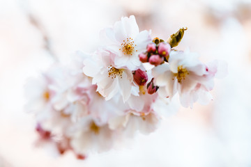 Kirschblüte am Zweig mit pinken Knospen vor hellem Hintergrund