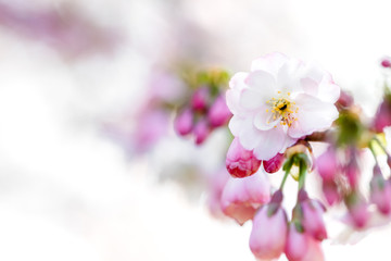 zarte  Kirschblüte mit vielen Knospen am Zweig vom Kirschbaum