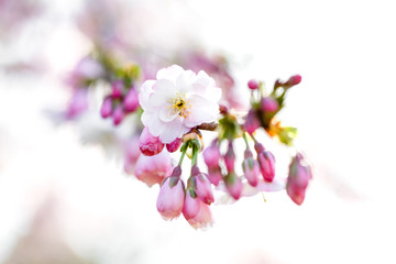 zarte  Kirschblüte mit vielen rosa Knospen