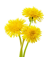 Three yellow dandelions  isolated on a white background.