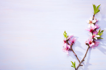 Flowering branches of Almond on a light lilac wooden table.