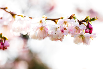 Fototapeta premium Kirsche in voller Blüte, Frühling