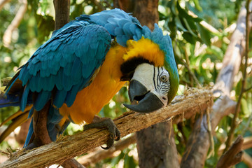 Guacamayos Misioneros