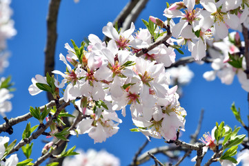 fresh white spring flower petals
