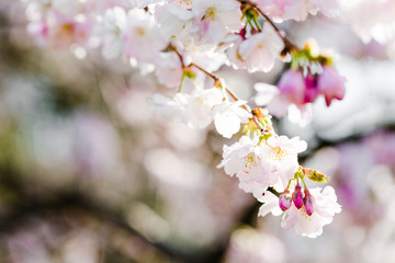 Fototapeta premium japanische Kirsche in voller Blüte, Frühling