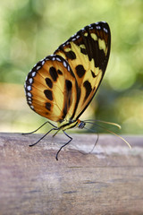 Mariposa en Iguazú