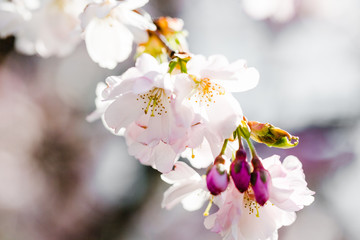 Kirsche in voller Blüte, Knospen, Frühling
