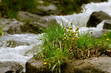 stream in the forest with yellow flowers 