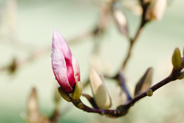 Zweig mit rosa Knospe, Magnolie