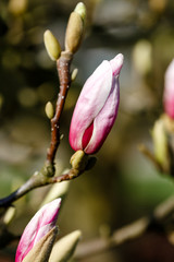 Magnolienbaum mit Knospen, Fr&uuml;hlingsbl&uuml;ten