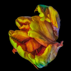 Still life bright colorful floral  macro portrait of a single isolated parrot tulip blossom in...