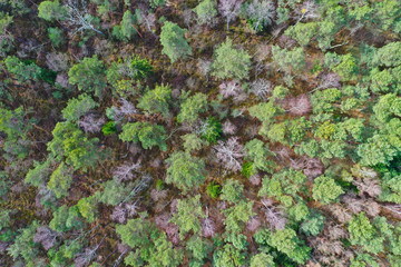 Aerial view on spring forest with birch tree and other type