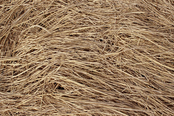 Abstract Background Textures. Dry Grass Background With A Lot Of Copy Space For Text. Abstract Nature Wallpaper. 