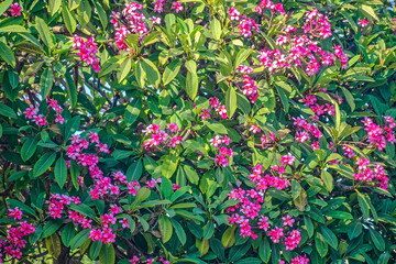 Close-up view of bright red flowers on blooming Plumeria Rubra (frangipani) shrubs in garden.