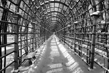 Alley in Summer Garden at winter in St.Petersburg.