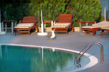 Swimming pool of luxury holiday hotel, amazing view and scene of seagull enjoying alone. Relax near pool with handrail, sunbeds, sun loungers and parasols waiting for tourists in tropical resort.