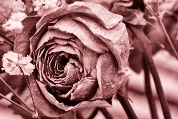 Roses dried flowers Interior decoration Limited depth of field Tinted black and white image