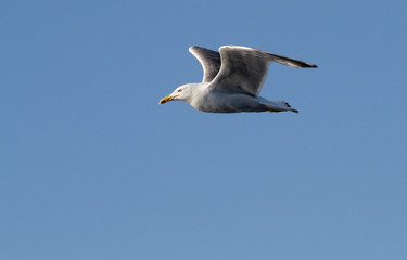Mediterranean seagull in flight