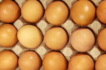 Raw chicken eggs in cardboard egg box close-up