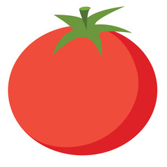 Tomato flat illustration on white