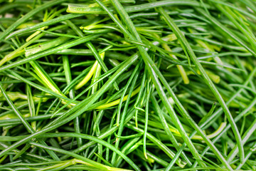 Italian Agretti vegetables full frame