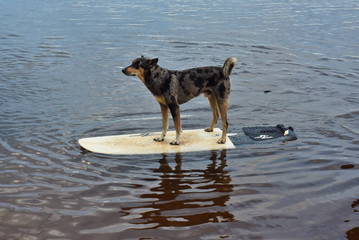 Surf Dog