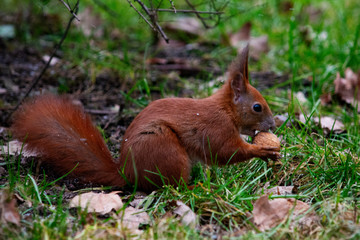 wiewiórka z orzechem © Dariusz Grochal 
